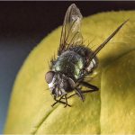 20_Barry Coxon_Fly on Leaf