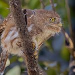 Christine D'Netto_2 - Technique - Alert Pygmy Owl