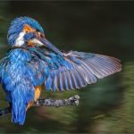 Mike Ward_Kingfisher Preening