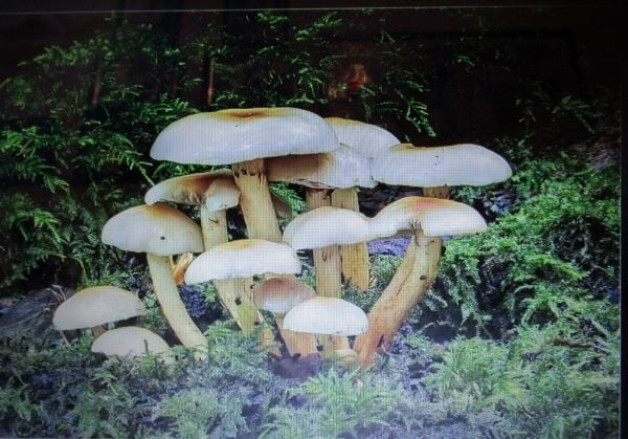 “Nature in Macro Photography” Presented by Roger Hance