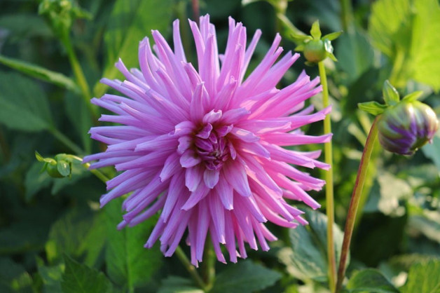 Summer social meeting