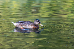 Summer meeting – Wendover Arm