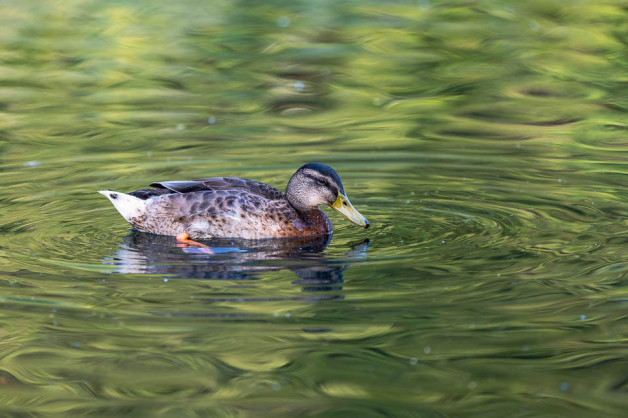 Summer meeting – Wendover Arm