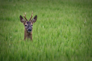 Photo Printing & Mounting/Derek’s Tales of the Unexpected