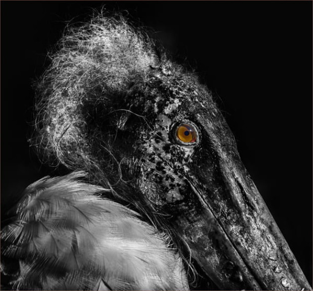 ImageZ Club Challenge Trophy #3