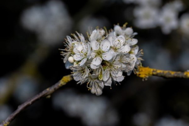 Practical Night – Macro Photography