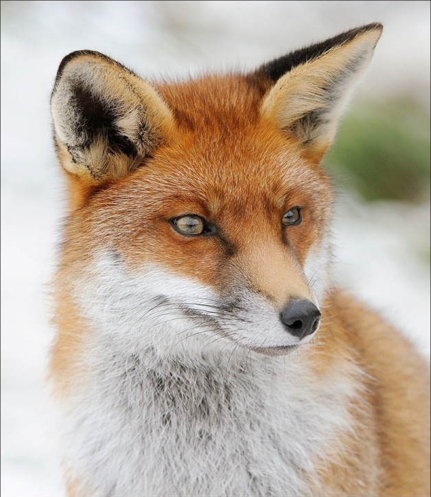 ImageZ Club Night – It’s a Knockout