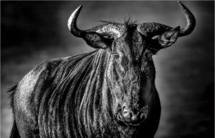 Informal critique evening