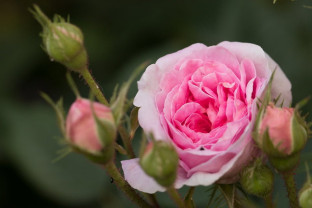 CACC Rosebowl Competition 2023/24 – Round 3 at ImageZ