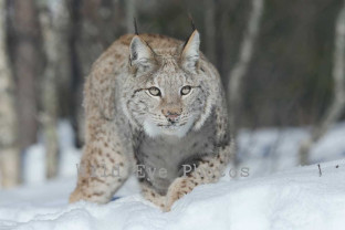 Guest Speaker – Drew Burnett – Wild Eye Photos