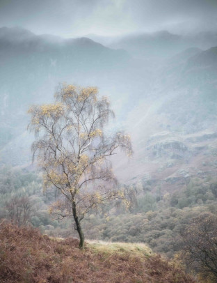 Woodland Photography Talk – Can’t See the Wood for the Trees by Simon Turnbull