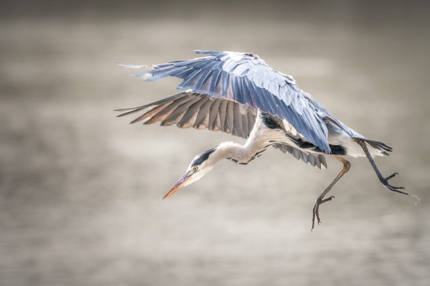 CACC Rosebowl Round 3