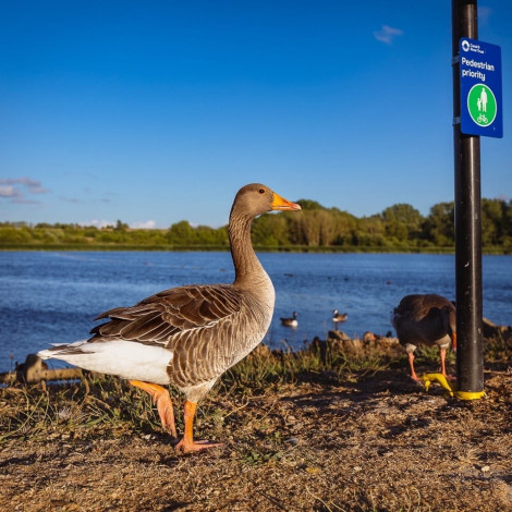 Summer Program – Tring Reservoirs