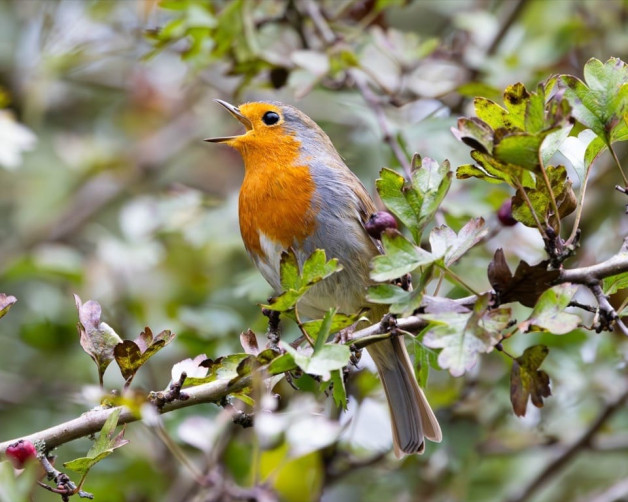 Rachel Watts – Robin selected for the Wildlife Trust Calendar