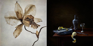 Starting from a Blank Canvas – Flower and Still Life Photography – Polina Plotnikova