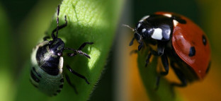 ImageZ Club Challenge Round 1