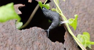 Slugs, snails and orchids