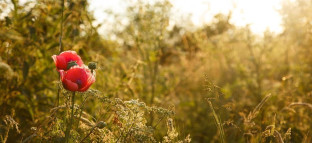 Those summer nights…