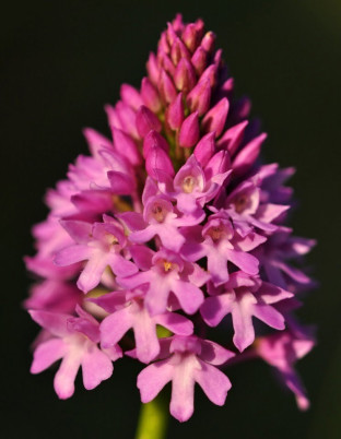 Close up with the flowers at Aston Clinton Ragpits