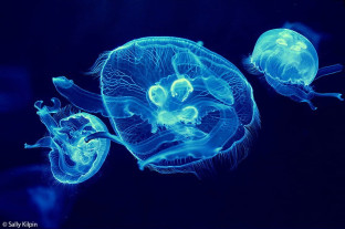 Water Ballet by Sally Kilpin - Winner ZSL Animal Photography Prize 2015