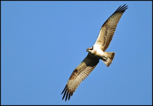 OSPREY - Weston Turville Resevoir Monday 28th Sept 2015 (5)