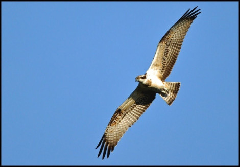 Osprey at Weston Turville Reservoir