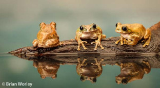 Has he got the hump? by Brian Worley