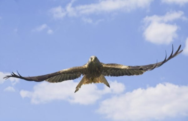 Members project from Derek Green