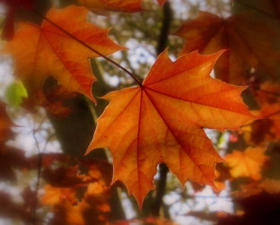 Members project from Carol Haines