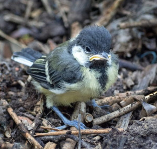 Members project from Jan Dell