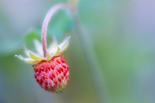 Members project from Chris Andrews