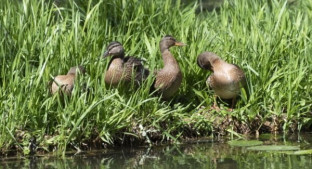 ImageZ Summer Zoom -Tuesday 14th July